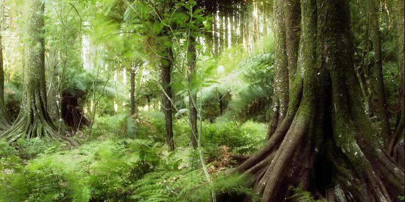 Bir orman görüntüsü